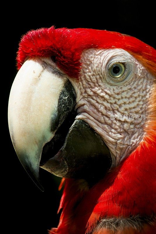 危地马拉埃斯昆特拉，一只鹦鹉在“Auto Safari Chapín”上摆姿势。